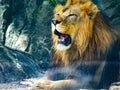 Lion sitting on rocks roaring