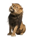 Lion sitting, shaking, Panthera Leo, 10 years old Royalty Free Stock Photo