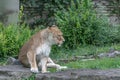 Lion sitting on a stone surrounded by buildings and greenery in a zoo Royalty Free Stock Photo