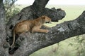 Lion sitting in Tree - Serengeti, Africa