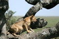 Lion sitting in Tree - Serengeti, Africa