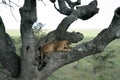 Lion sitting in Tree - Serengeti, Africa