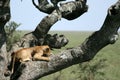 Lion sitting in Tree - Serengeti, Africa