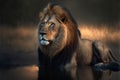 Male lion - King of the jungle, AI generated