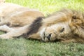 Lion sitting in a zoo Royalty Free Stock Photo