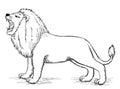 Lion sketch wild animal, hand drawn vector