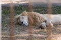 Lion sleep in the cage at the zoo Royalty Free Stock Photo
