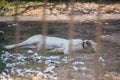 Lion sleep in the cage at the zoo Royalty Free Stock Photo