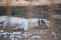 Lion sleep in the cage at the zoo Royalty Free Stock Photo