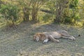 Lion sleep Royalty Free Stock Photo