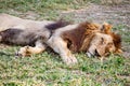 Lion sleep Royalty Free Stock Photo