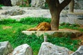 Lion sleep Royalty Free Stock Photo
