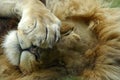 Lion sleeping Royalty Free Stock Photo