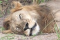 Lion Sleeping Royalty Free Stock Photo