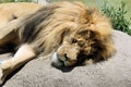 Lion sleeping Royalty Free Stock Photo