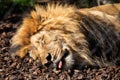 Lion sleeping Royalty Free Stock Photo