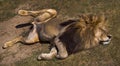 Lion Sleeping