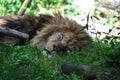 Lion sleeping at Dartmoor Zoo.