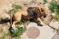 Tired lion Royalty Free Stock Photo