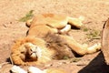 Lion sleeping in the heat of the day