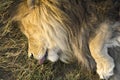 Lion Sleeping With His Tongue Sticking Out
