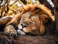 Ai Generated illustration Wildlife Concept of Lion sleeping