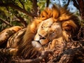 Lion sleeping