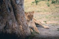 Lion sleeping next to a big tree on the sandy ground in the jungle Royalty Free Stock Photo