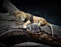 Lion sleeping peacefully on a tree Royalty Free Stock Photo