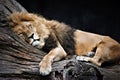 Lion sleeping peacefully on a tree