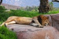 Lion sleeping on a rock