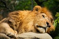 Lion sleeping on the rock Royalty Free Stock Photo