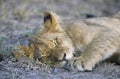 Lion sleeping on savannah close-up Royalty Free Stock Photo