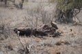 Lion sleeping while the vultures feed off the kill Royalty Free Stock Photo