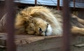 A lion sleeps on a wooden floor behind bars in a zoo cage. Royalty Free Stock Photo