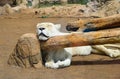 Lion slipping in a zoo garden