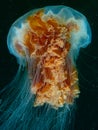 Lion`sMane Jellyfish showing it`s tentacles and bell.