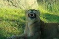 Lion snarling Royalty Free Stock Photo