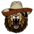 Lion. Sombrero mexican hat. Wild animal portrait. Face of african cat.
