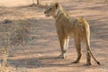 Lion in South Africa