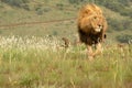 Lion, South Africa