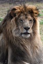 Lion Of Africa. Royalty Free Stock Photo