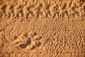 Lion spoor in the sands of the Kalahari desert.