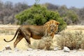 Lion on the stalk - Namibia etosha pan africa