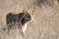 Lion stalking Royalty Free Stock Photo