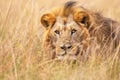a lion stalking its prey in the grasslands