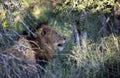 Lion stalking the prey in the undergrowth of the African savannah of the Kruguer National Park in South Africa, is the perfect Royalty Free Stock Photo