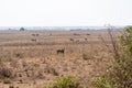 Lion stalks a herd of zebras, looking to hunt for food in Nairobi National Park Kenya Africa Royalty Free Stock Photo