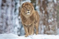 lion standing against backdrop of a snowy forest Royalty Free Stock Photo