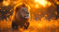 A lion is standing in a field of yellow grass Royalty Free Stock Photo